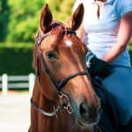Jouets et friandises pour chevaux : que choisir
